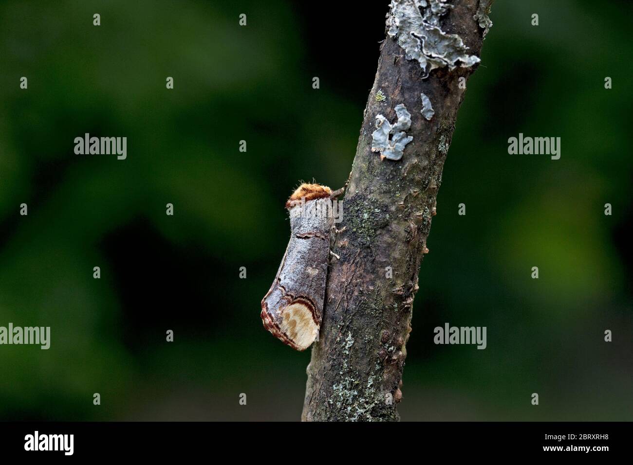 Buff-tip (Phalera bucephala Stock Photo - Alamy