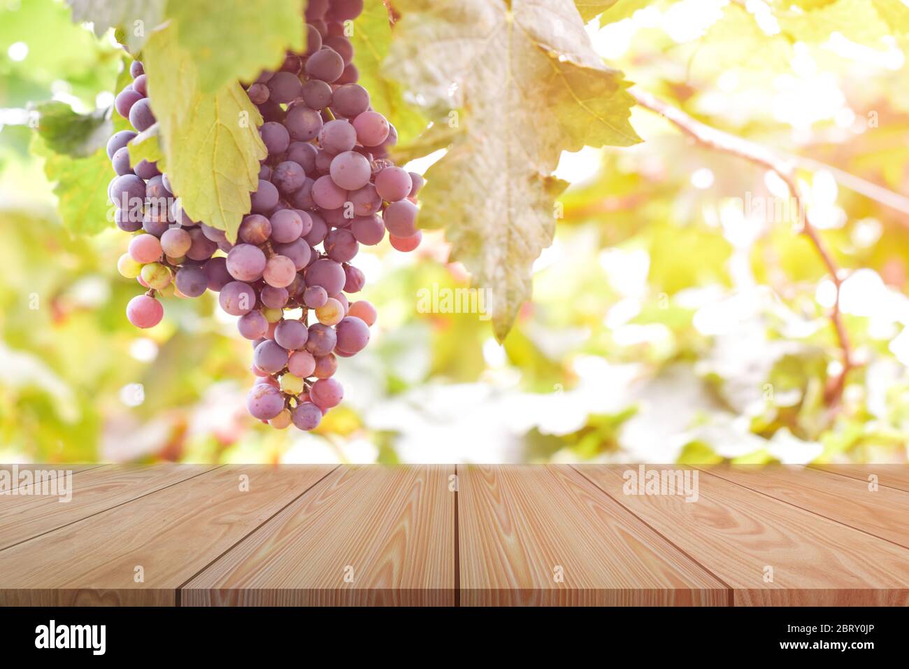 Grapes Garden Wallpaper