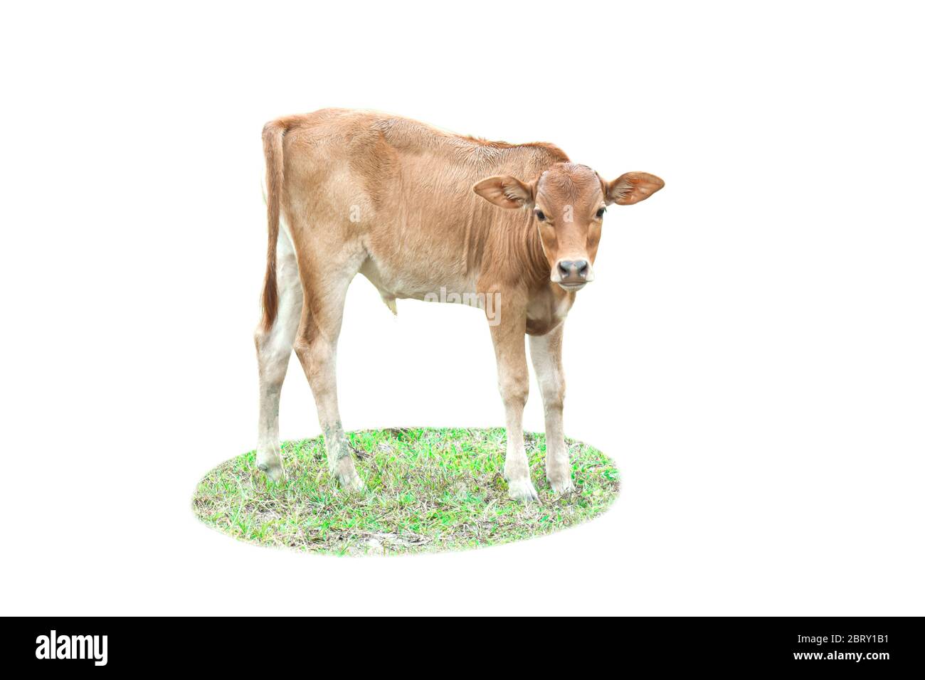 Calf cow on grass isolated on white background. Stock Photo