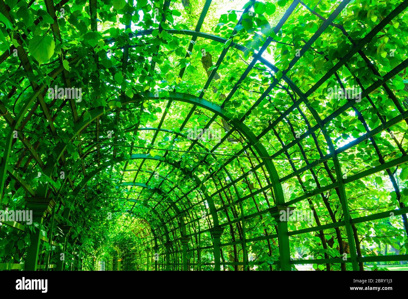 Summer landscape - metal ached tunnel covered with green climbing plants, summer garden landscape with soft sunlight Stock Photo