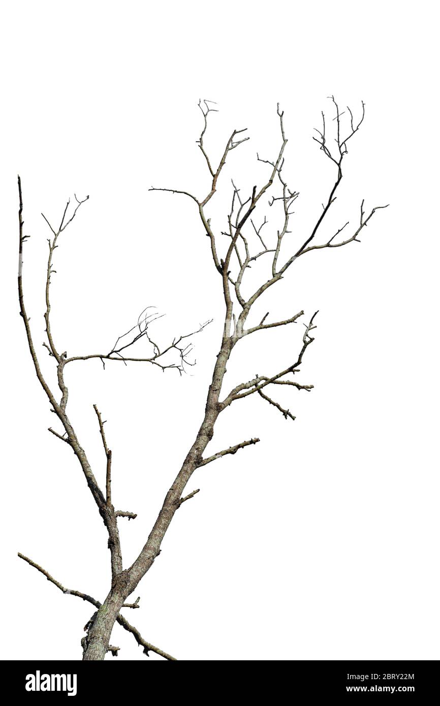 Dry tree branch isolated on white background. Object with clipping path. Stock Photo