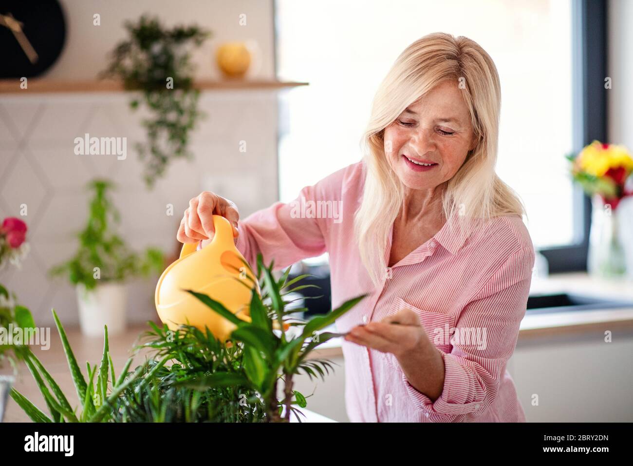 Portrait of senior woman watering plants indoors at home. Stock Photo