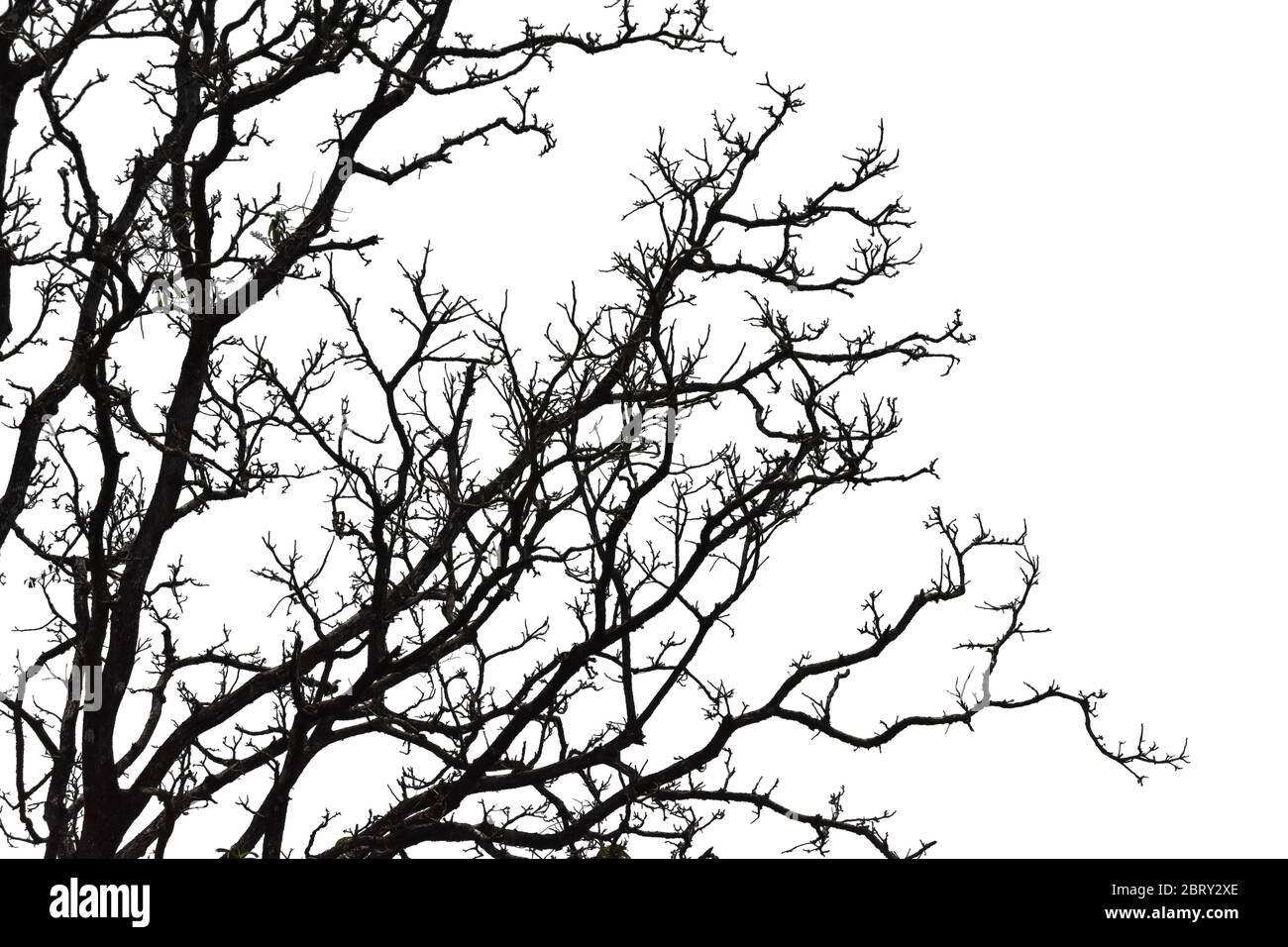 Silhouette of a leafless tree isolated on white background. Stock Photo