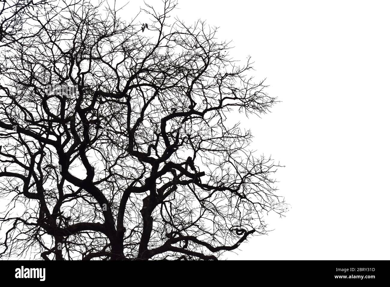 Silhouette of a leafless tree isolated on white background. Stock Photo
