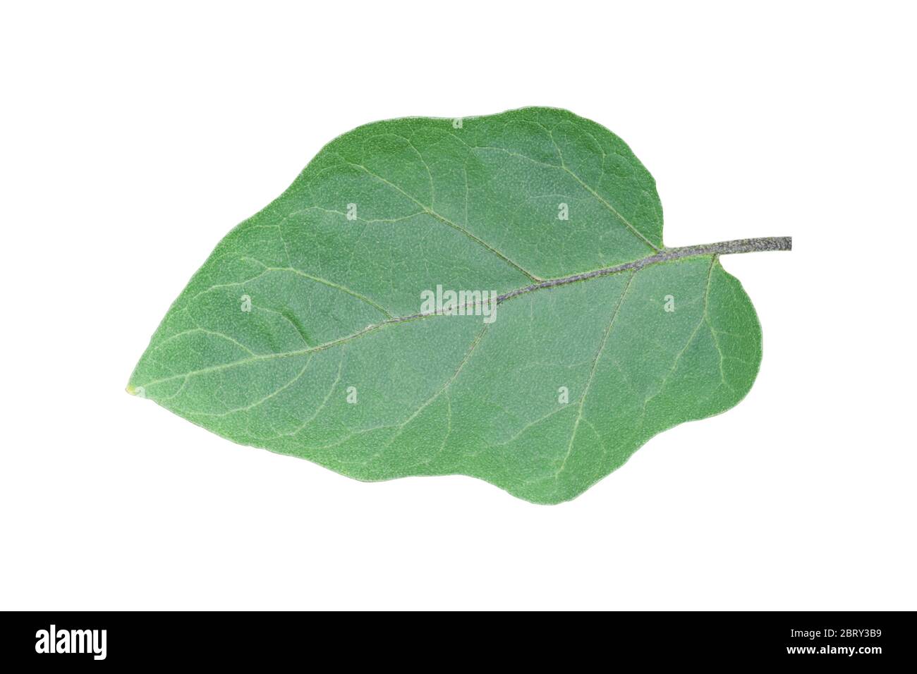 Eggplant leaf isolated on white background. Object with clipping path.. Stock Photo