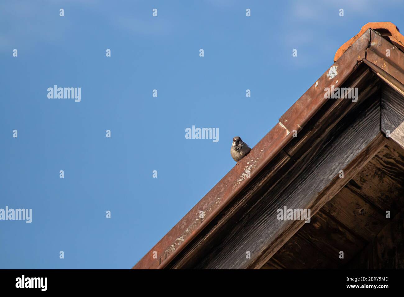 House sparrow resting on rooftop Stock Photo