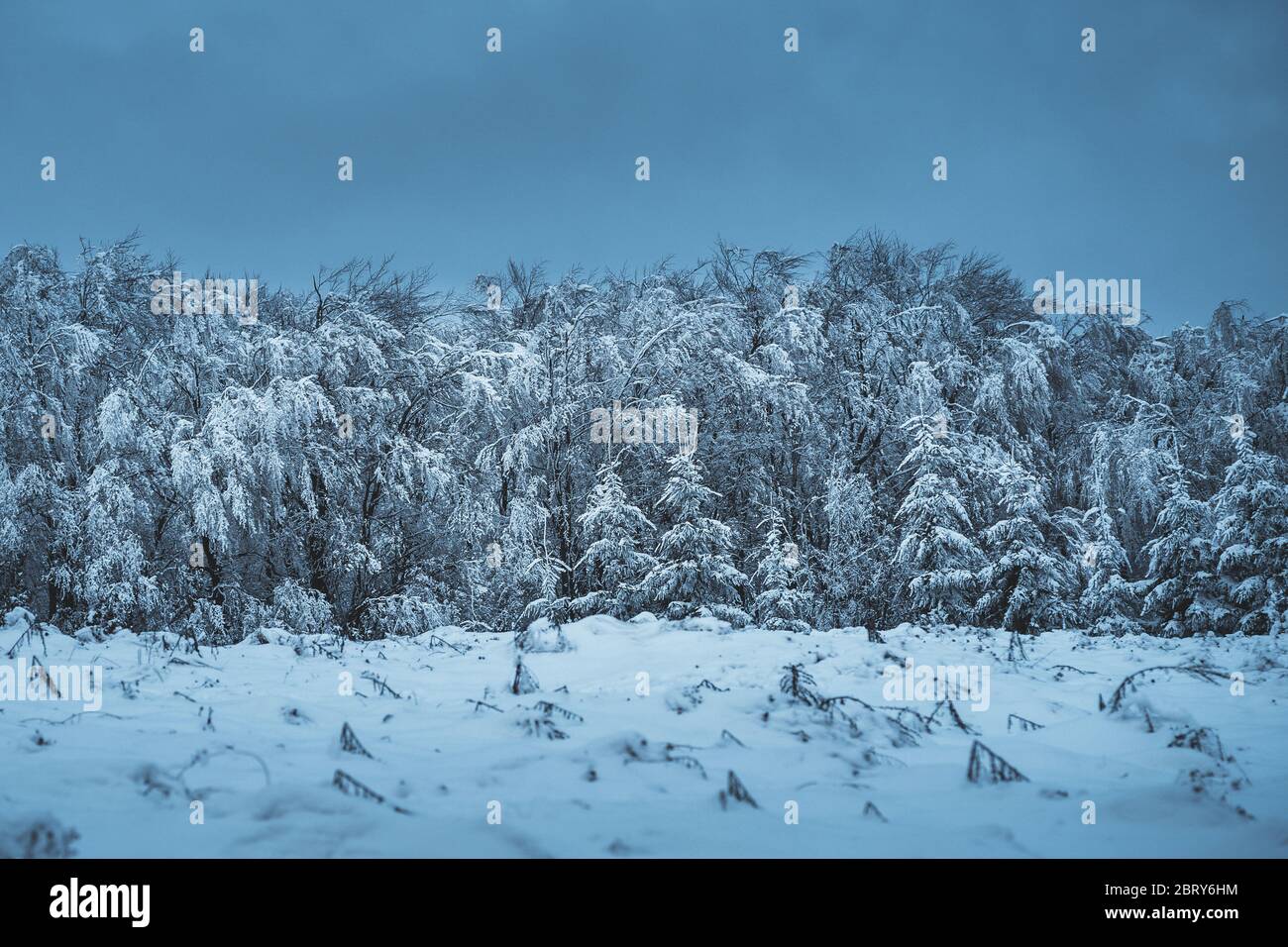 Snow covered forest trees in winter during blue hour Stock Photo