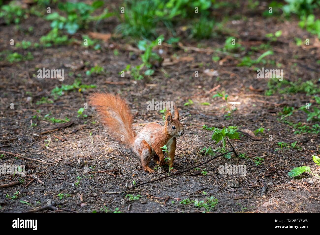 Red Squirrel In The Forest A Forest Animal Seen Up Close A Pet With A Red Tail And Large Eyes In The Spring Forest Between The Trees Stock Photo Alamy,Filet Crochet Patterns Animals