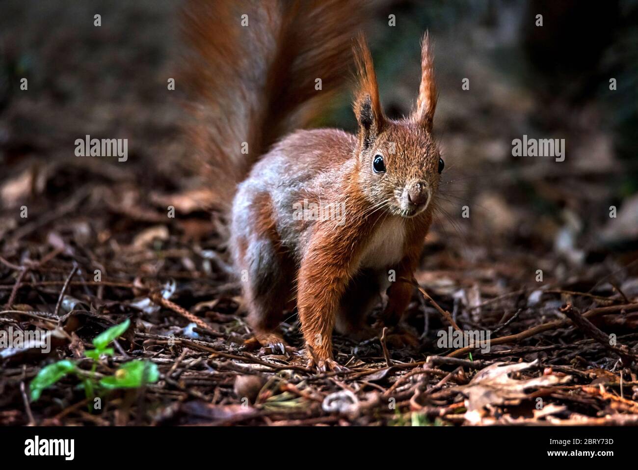Red squirrel in the forest. A forest animal seen up close. A pet with a red tail and large eyes in the spring forest between the trees. Stock Photo