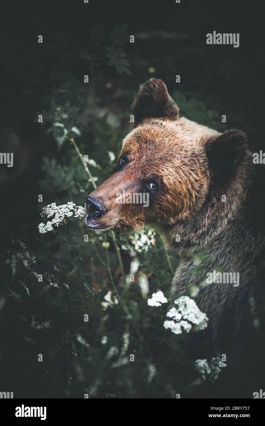 Beautiful brown bear looking at camera in the forest Stock Photo