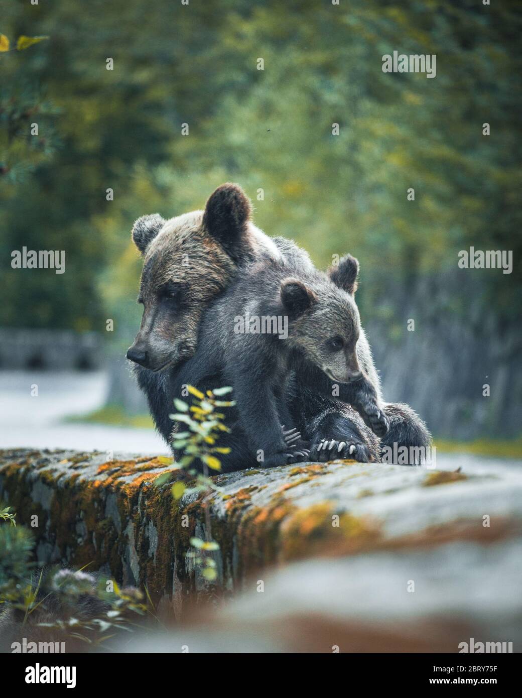 Touching emotional moment of a wild mother bear hugging her cub on shoulder of famous road called Transfagarasan, Sibiu Stock Photo