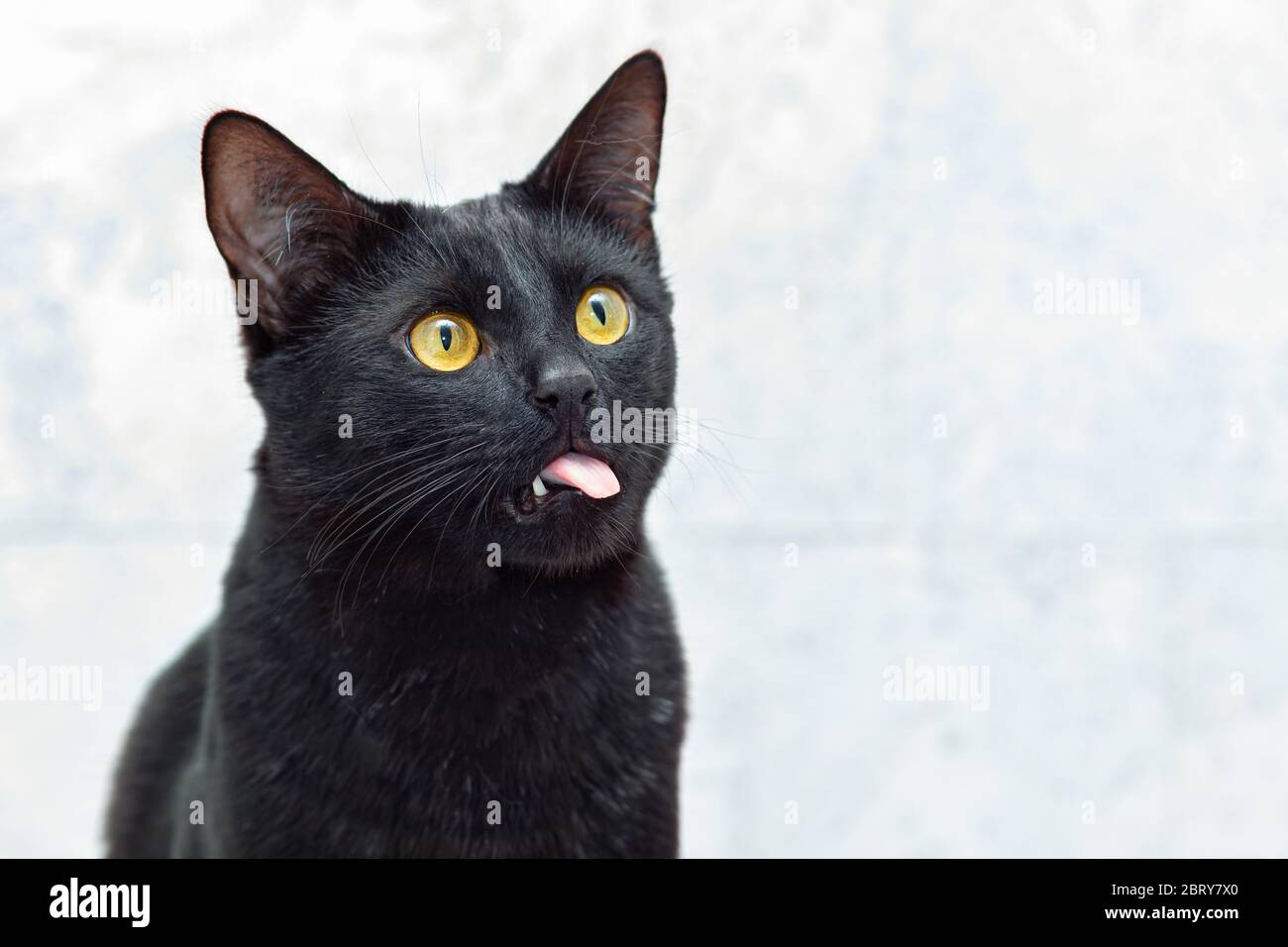 Portrait of a black cat with his mouth ajar against a light background Stock Photo