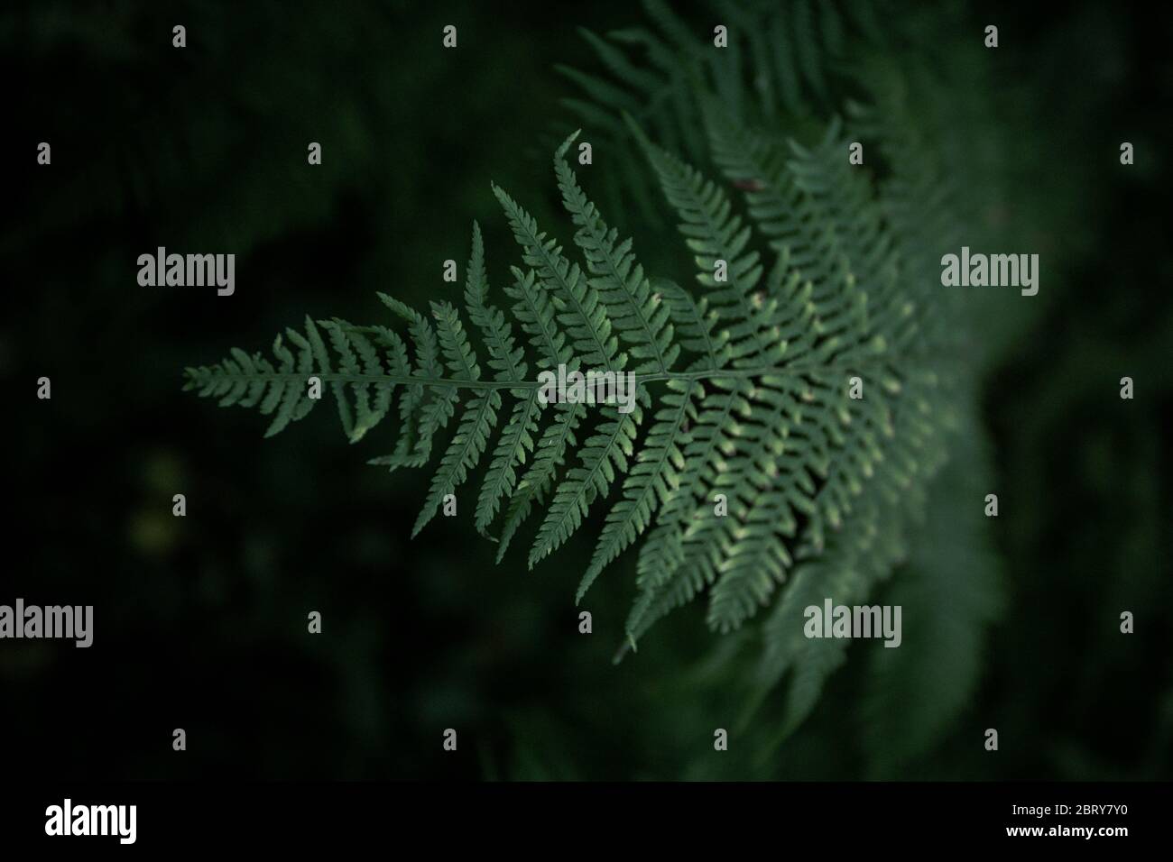 Close up of natural green fern in the forest. Beautiful fern leave green foliage natural floral fern in moody dark background Stock Photo