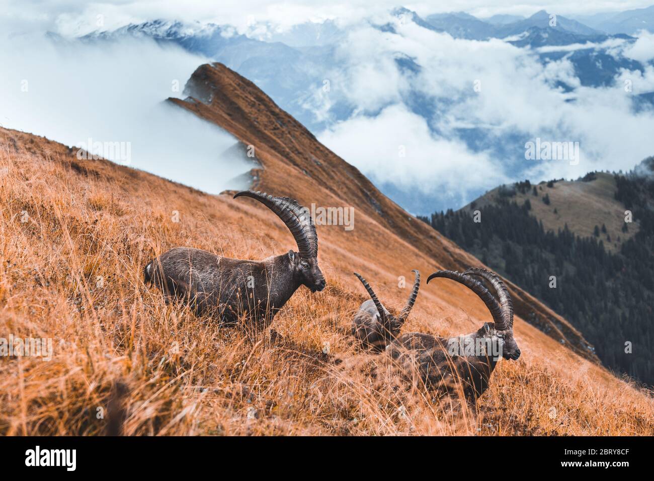 Wild isolated ibex grazing on meadow, foggy autumn weather, ibex above the clouds, overlook over Bernse Oberland, Augstmatthorn, Switzerland Stock Photo