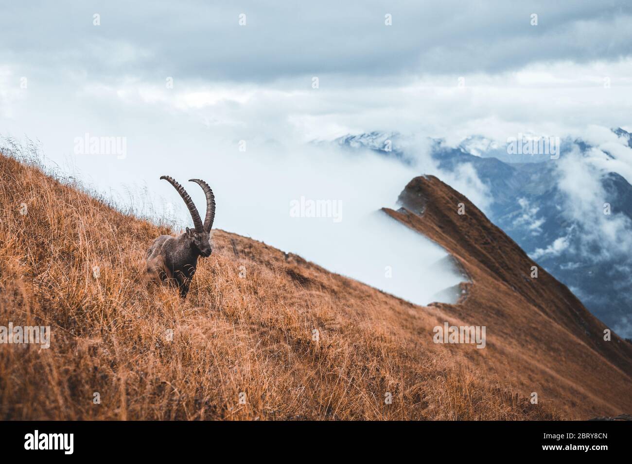Wild isolated ibex grazing on meadow, foggy autumn weather, ibex above the clouds, Augstmatthorn, Switzerland Stock Photo