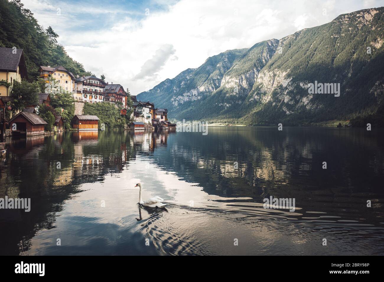 Beautiful swan swiming near colorful houses in Hallstater See, Austria Stock Photo