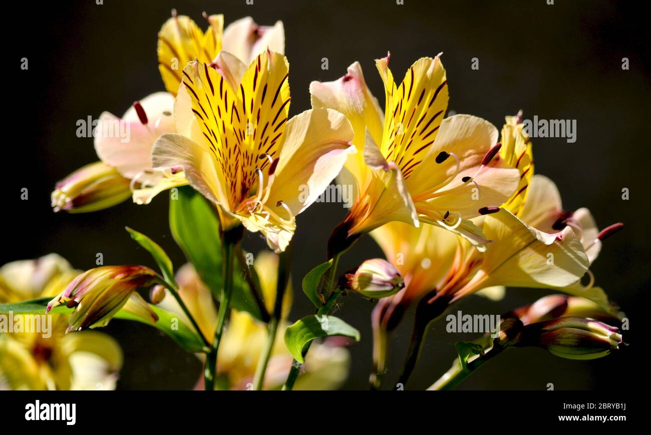 Alstroemeria 'Yellow Friendship' Peruvian lily Stock Photo