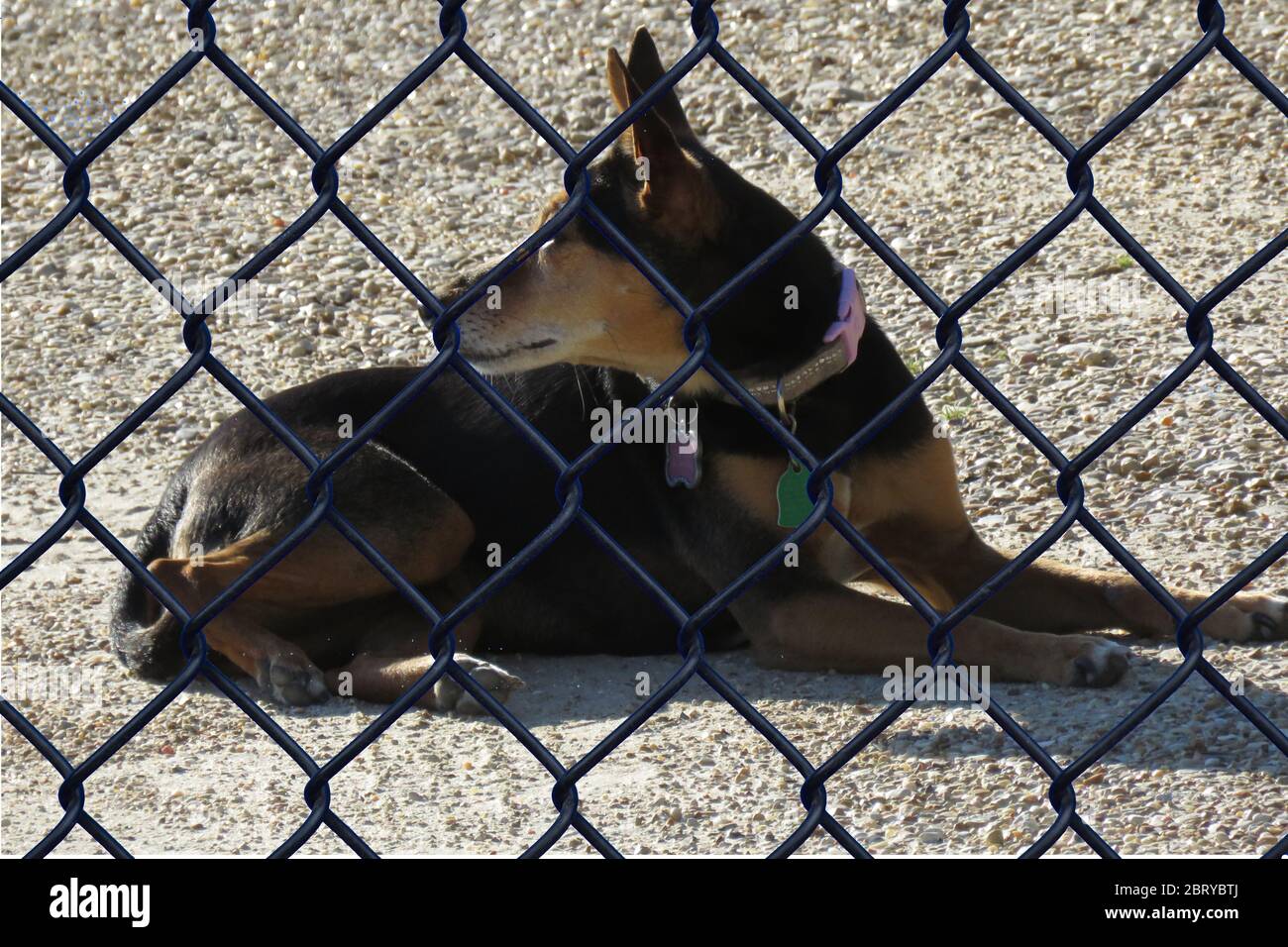 Alert on guard junk yard dog behind fence Stock Photo