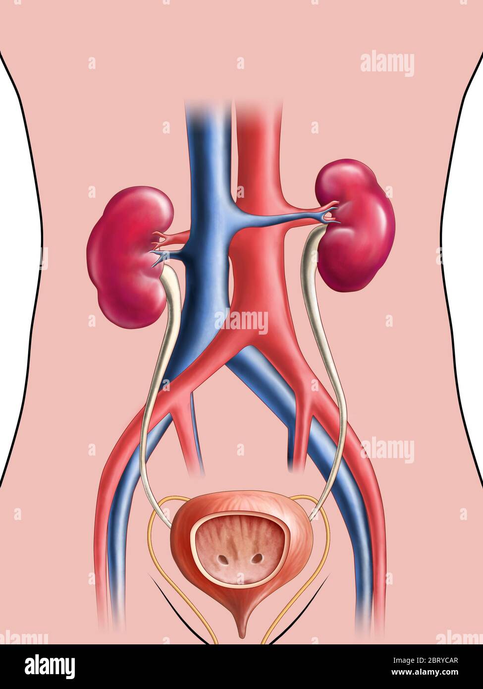 Anatomical drawing of the urinary sistem. Digital illustration. Stock Photo