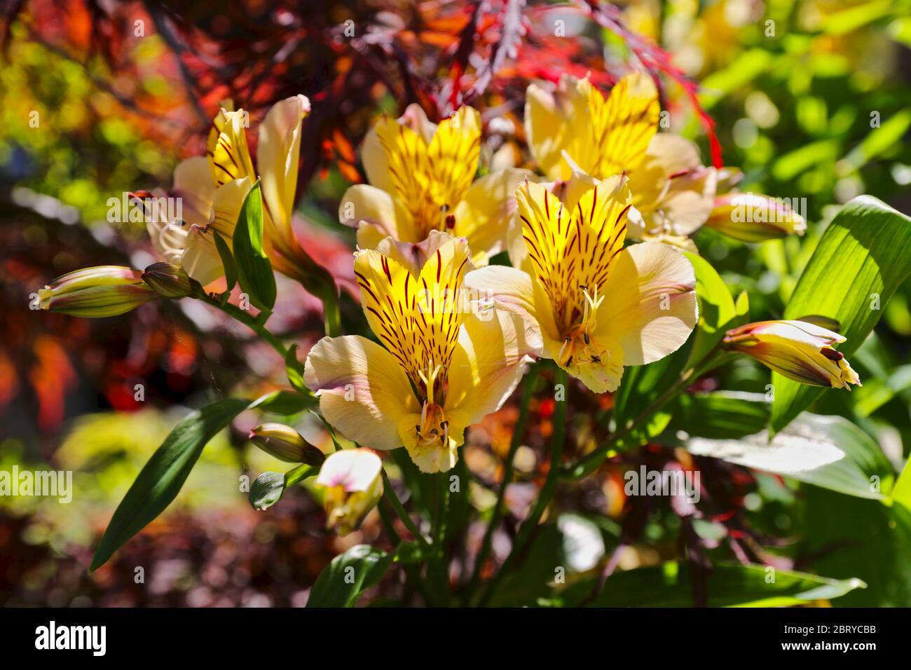 Alstroemeria 'Yellow Friendship' Peruvian lily Stock Photo
