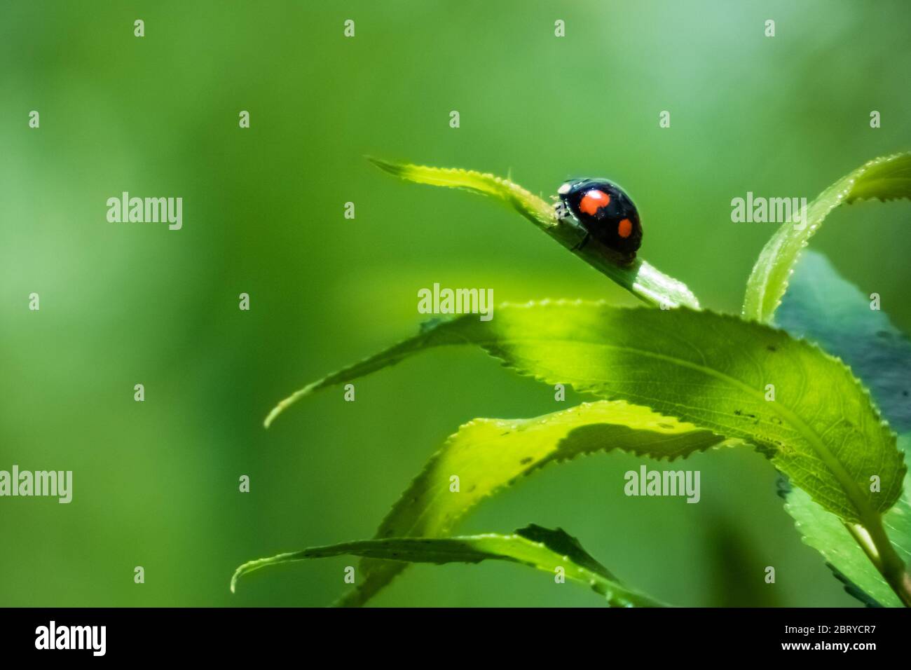 Close up of a twice-stabbed ladybug sitting on a leaf. Natural scene on green color, with copyspace on the left side. Stock Photo