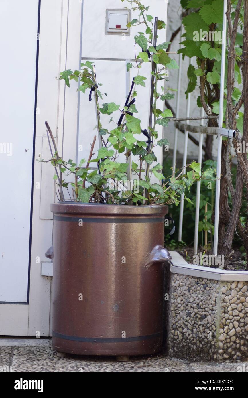 plants in huge pot Stock Photo Alamy