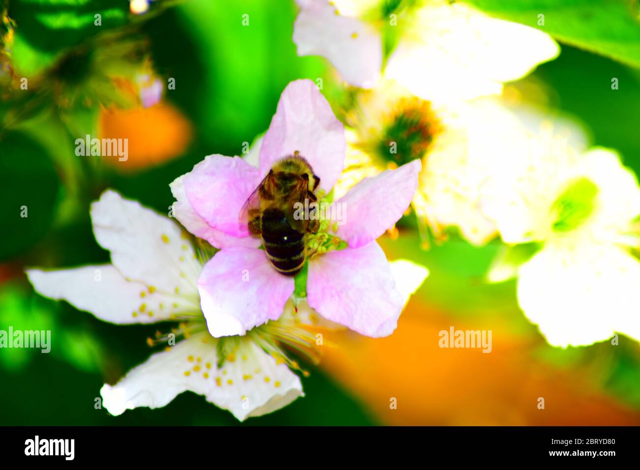 bee on blackberry flower Stock Photo