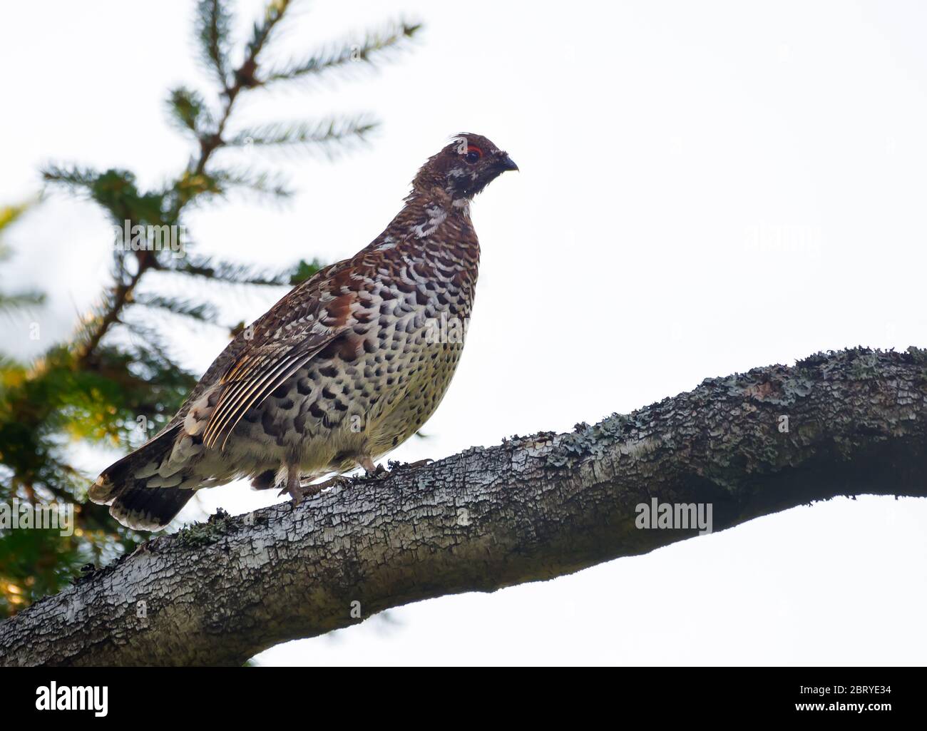 Male hazel grouse (Tetrastes bonasia) perched on the birch branch high above the ground in dark forest Stock Photo