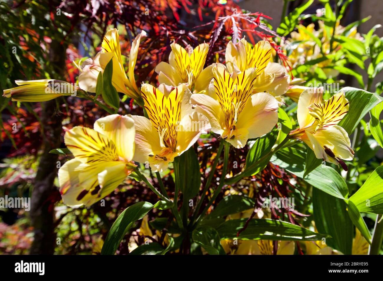Alstroemeria 'Yellow Friendship' Peruvian lily Stock Photo Alamy