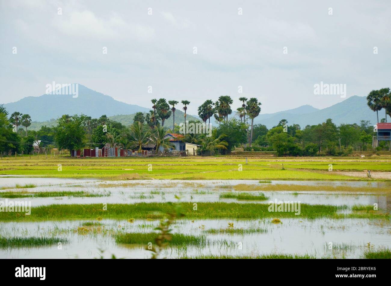 Scenic countryside with rice fields in Cambodia Stock Photo Alamy