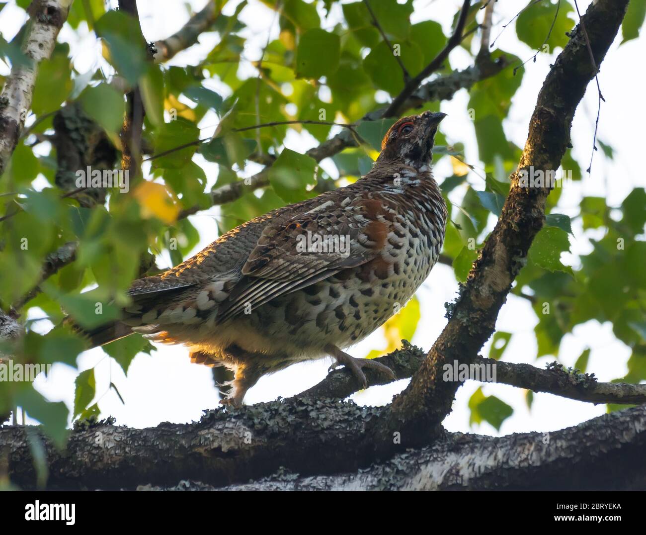Male hazel grouse (Tetrastes bonasia) walks high on the birch branch in leafy forest Stock Photo