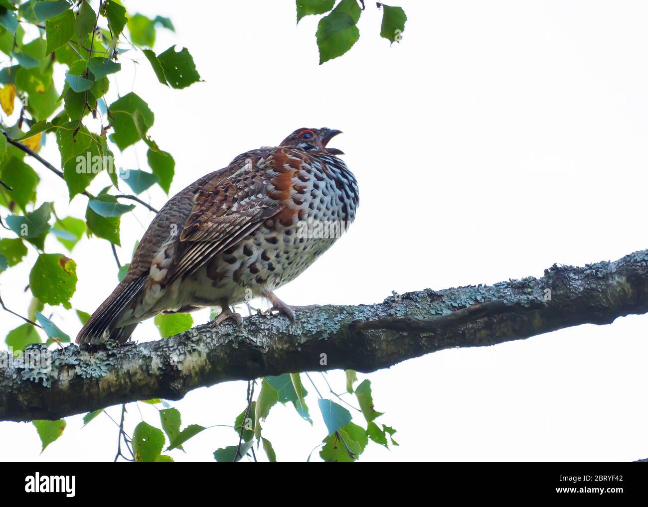 Male hazel grouse (Tetrastes bonasia) sings his song on the birch branch in light forest Stock Photo