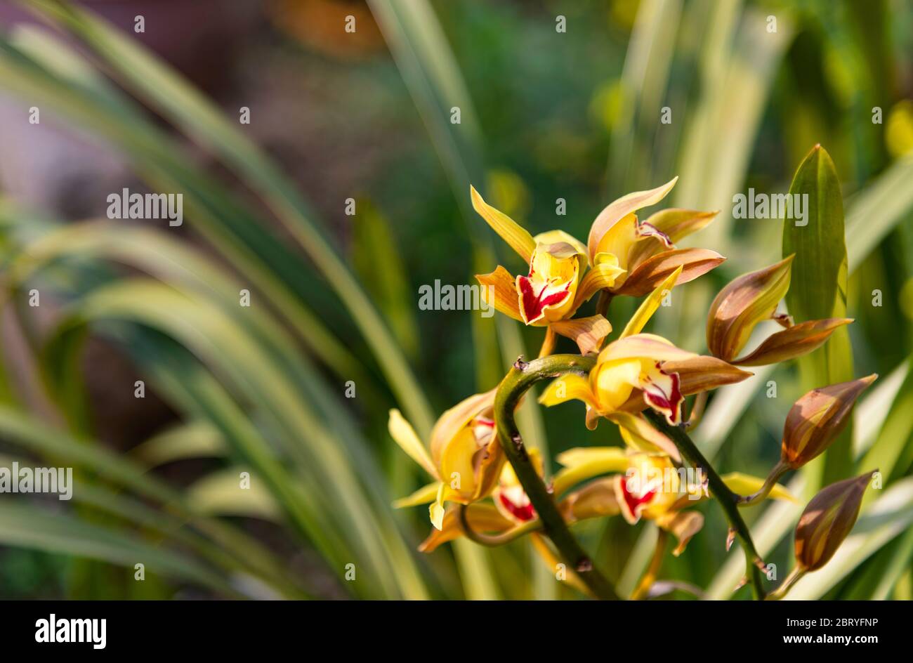 Cymbidium aloifolium deals