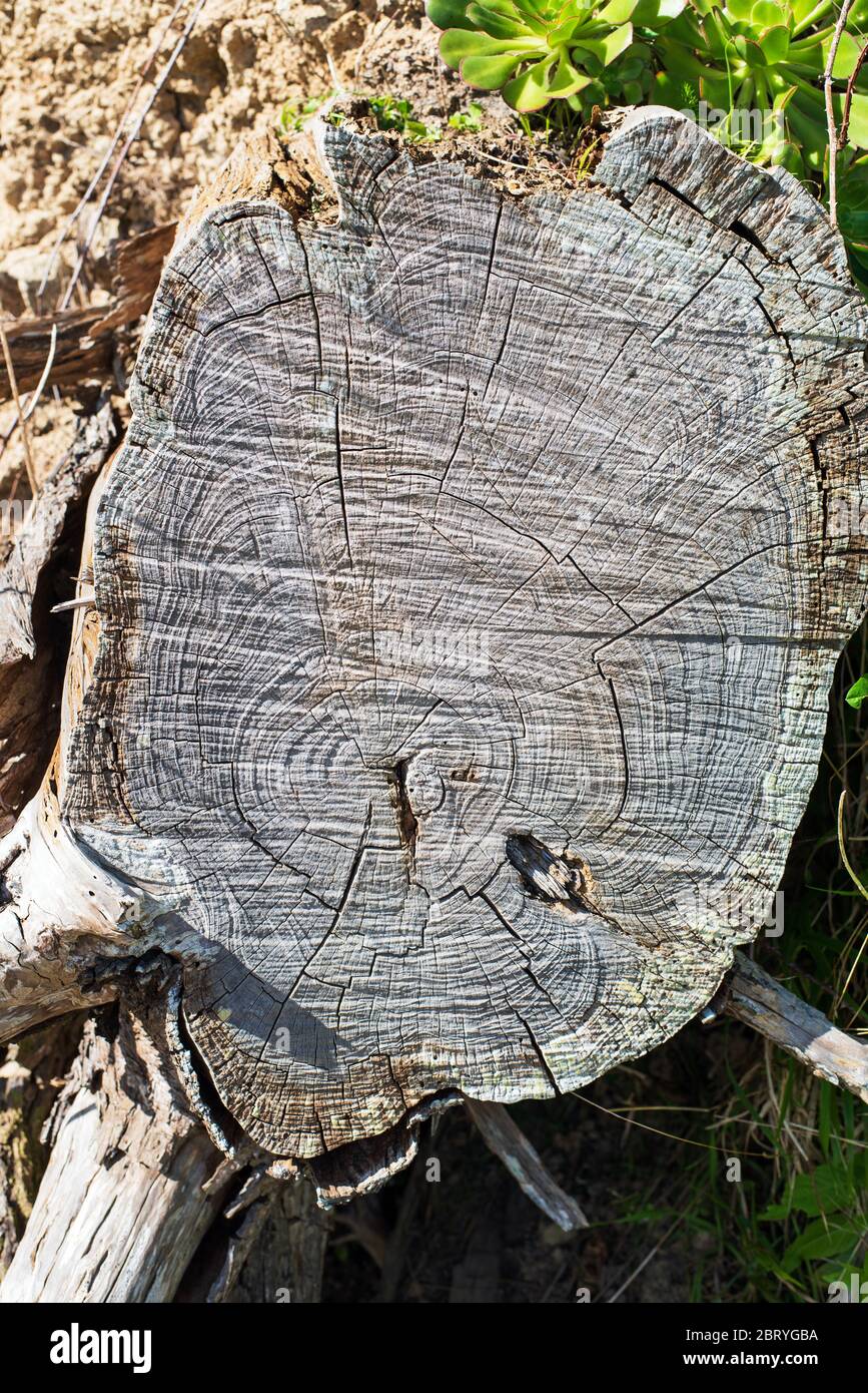 Old brown stump close up with showing growth rings Stock Photo
