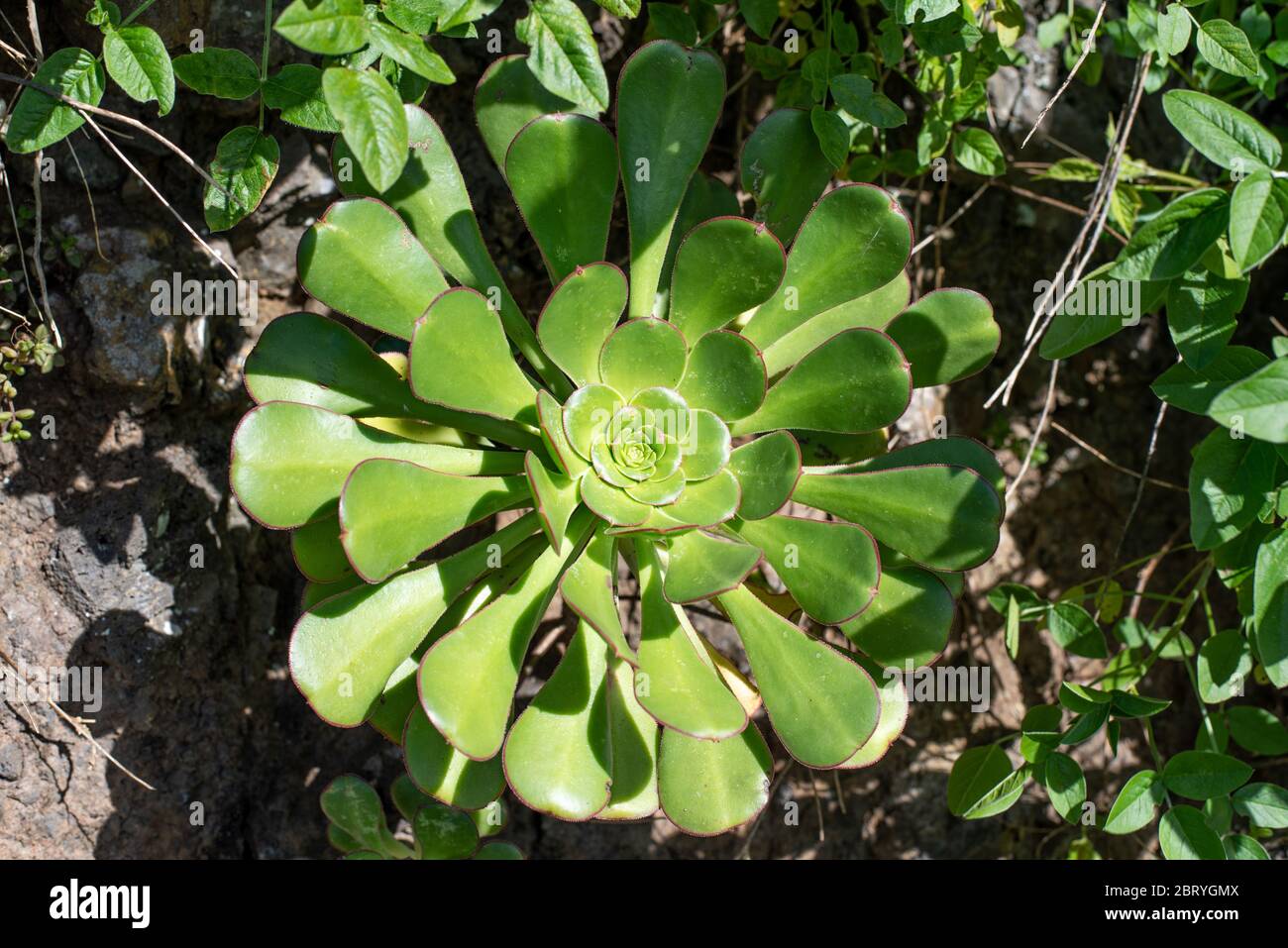 Beautiful plant  Aeonium urbicum in Tenerife , Canarias, Stock Photo