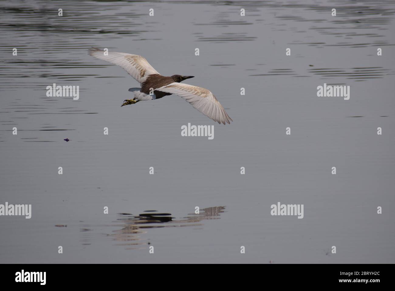 An Indian Pond Heron is flying just over lake water Stock Photo