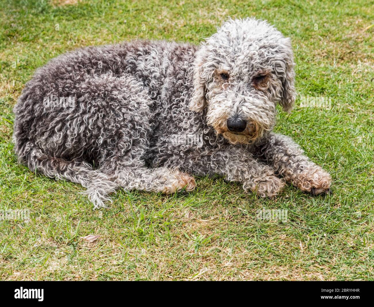 A Bedlington terrier dog breed unclipped relaxes on grass Stock Photo