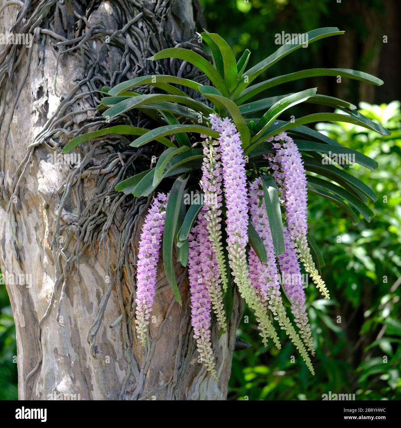 Kathmandu Nepal - Garden of Dreams Arboreal orchid Stock Photo