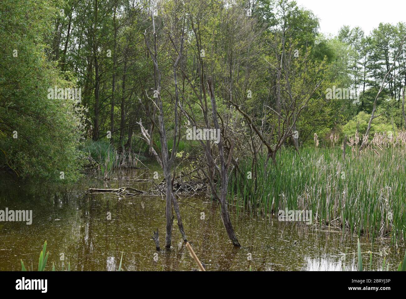 Swamp grass hi-res stock photography and images - Alamy