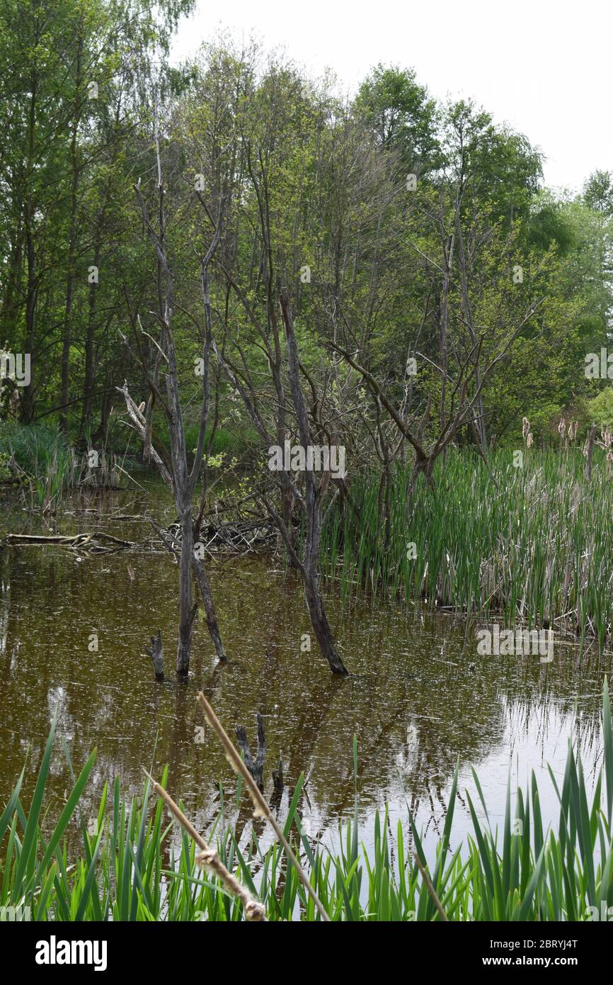Grass and swamp hi-res stock photography and images - Alamy