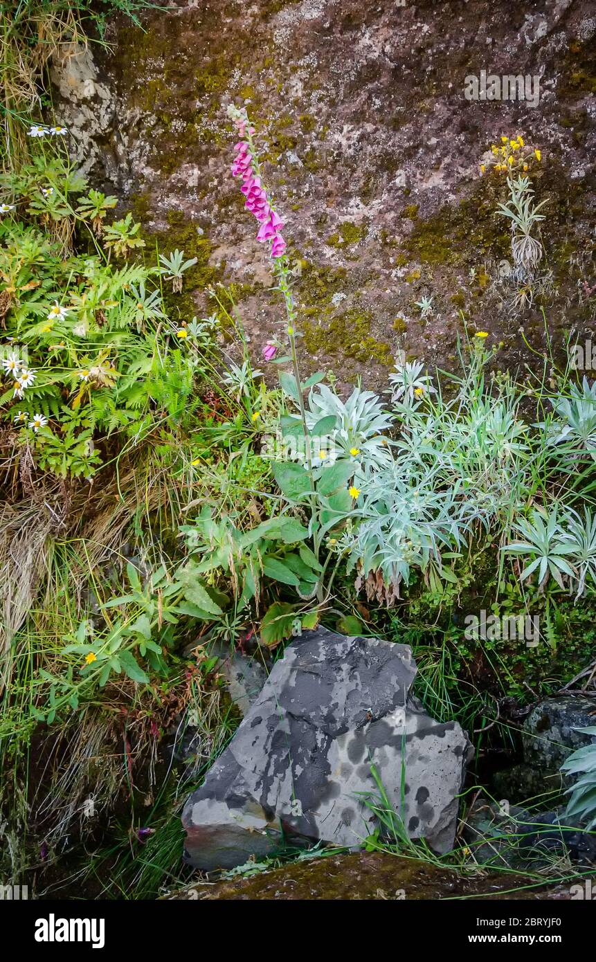 Wild purple foxglove flower or Digitalis in its natural habitat, surrounded by other wild green and blue plants. It is growing in shady damp crack of Stock Photo