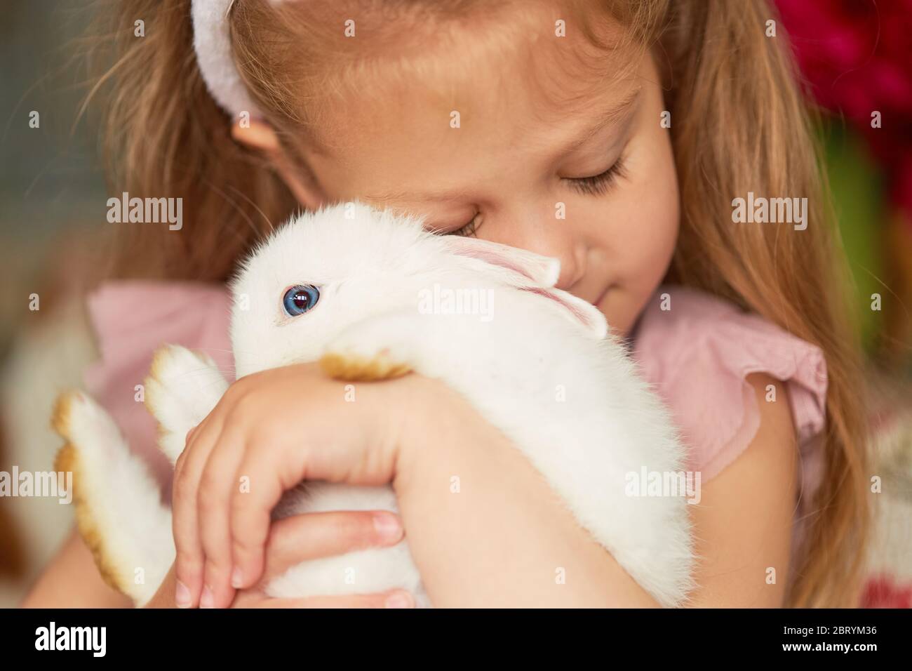 Pet care. Little child girl hugs a cute white rabbit at home Stock ...