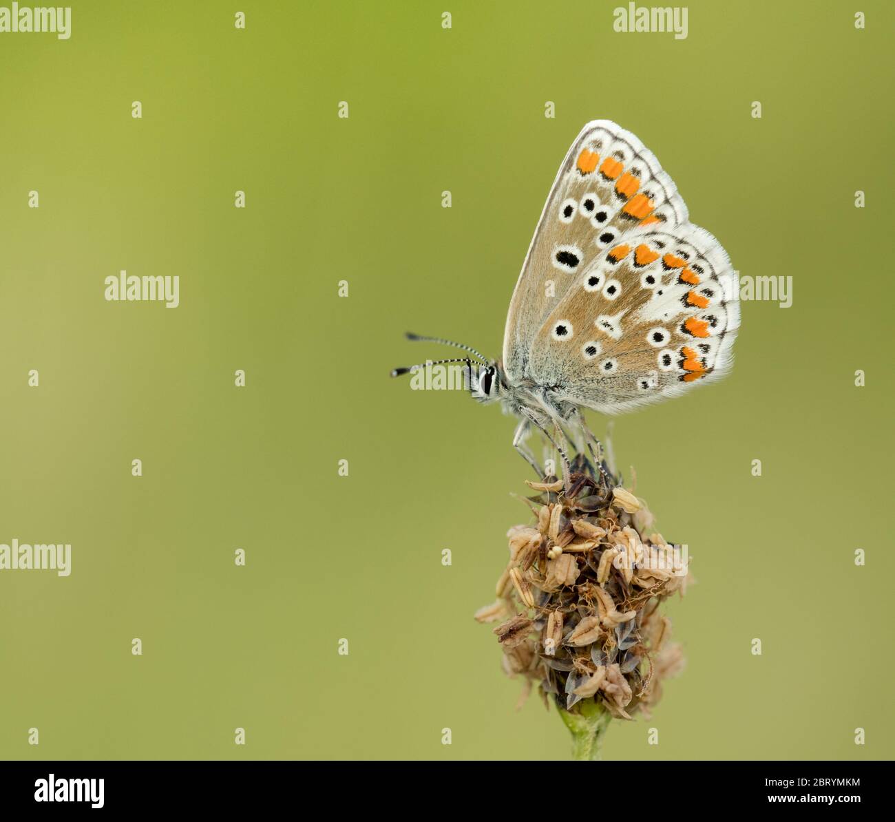 A female Brown Argus (Aricia agestis) roosting on a flowerhead Stock Photo