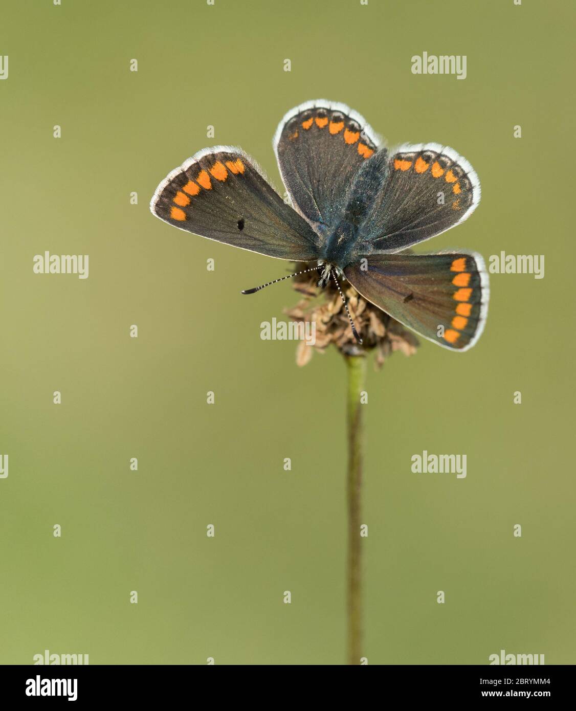 A female Brown Argus butterfly (Aricia agestis) basking with its wings open Stock Photo