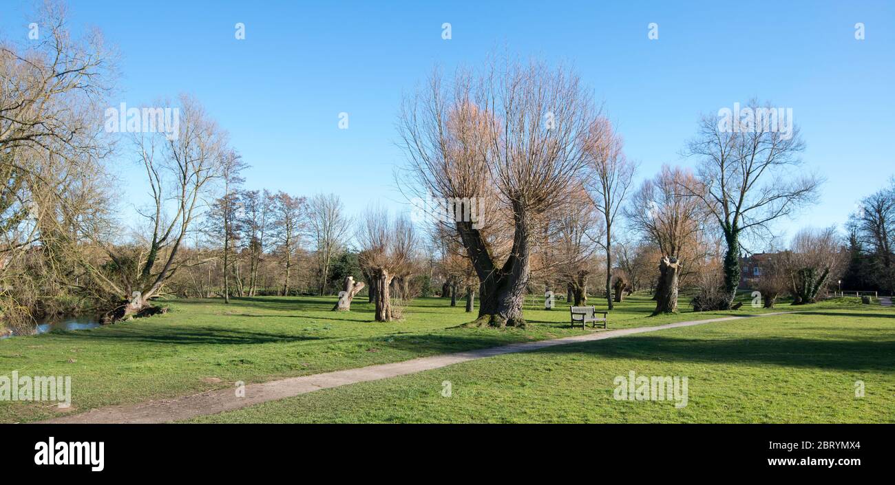 Pollard willow tees at The Holmes in Thirsk, North Yorkshire Stock Photo