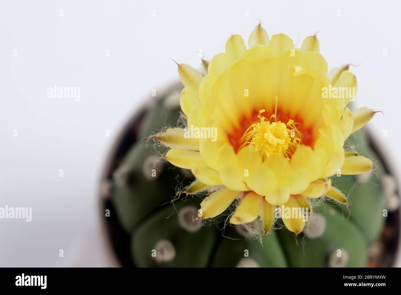 Astrophythum asterias nudum or sand dollar cactus, sea urchin cactus, star cactus and star peyote. Stock Photo