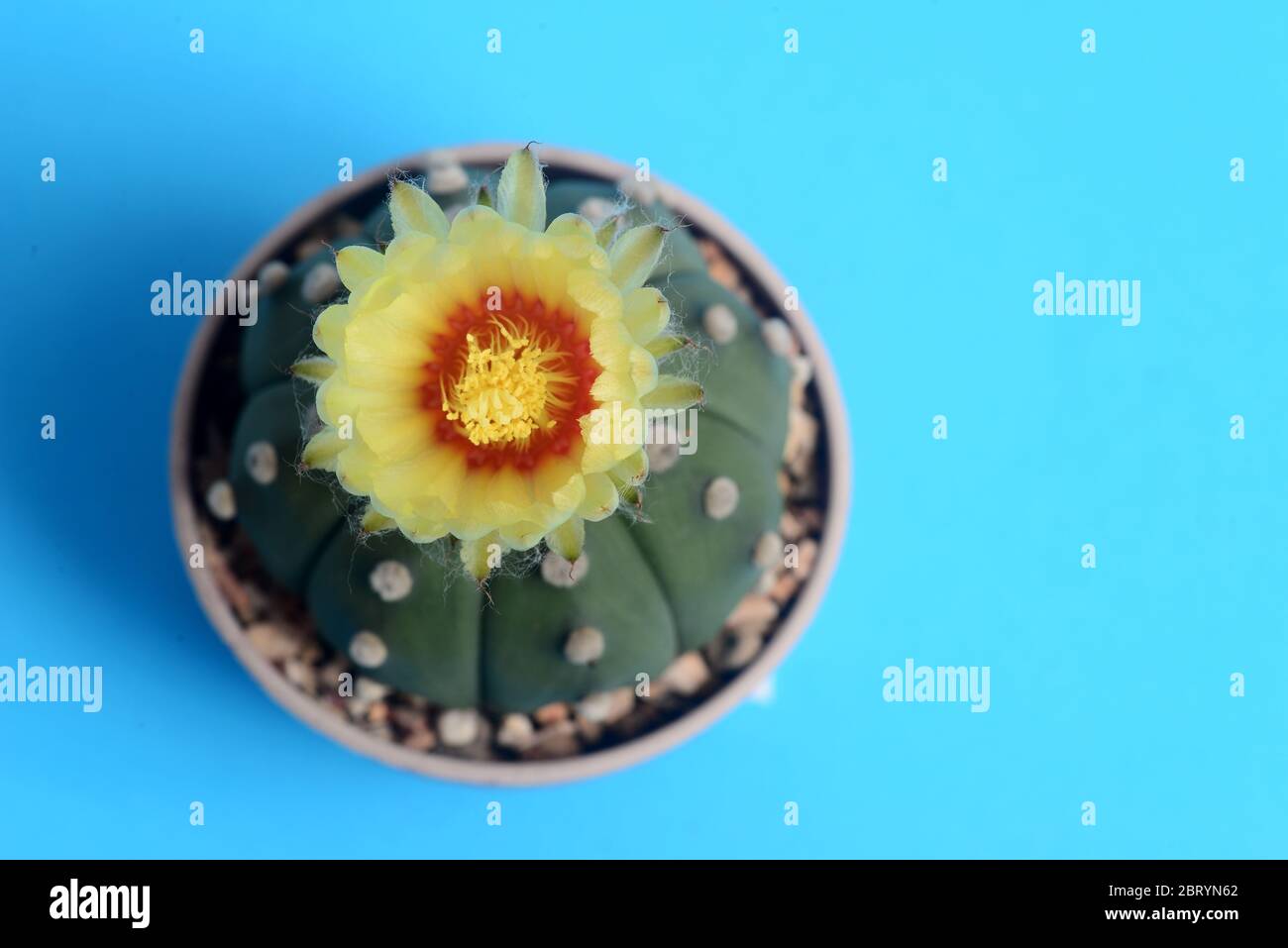 Astrophythum asterias nudum or sand dollar cactus, sea urchin cactus, star cactus and star peyote. Stock Photo