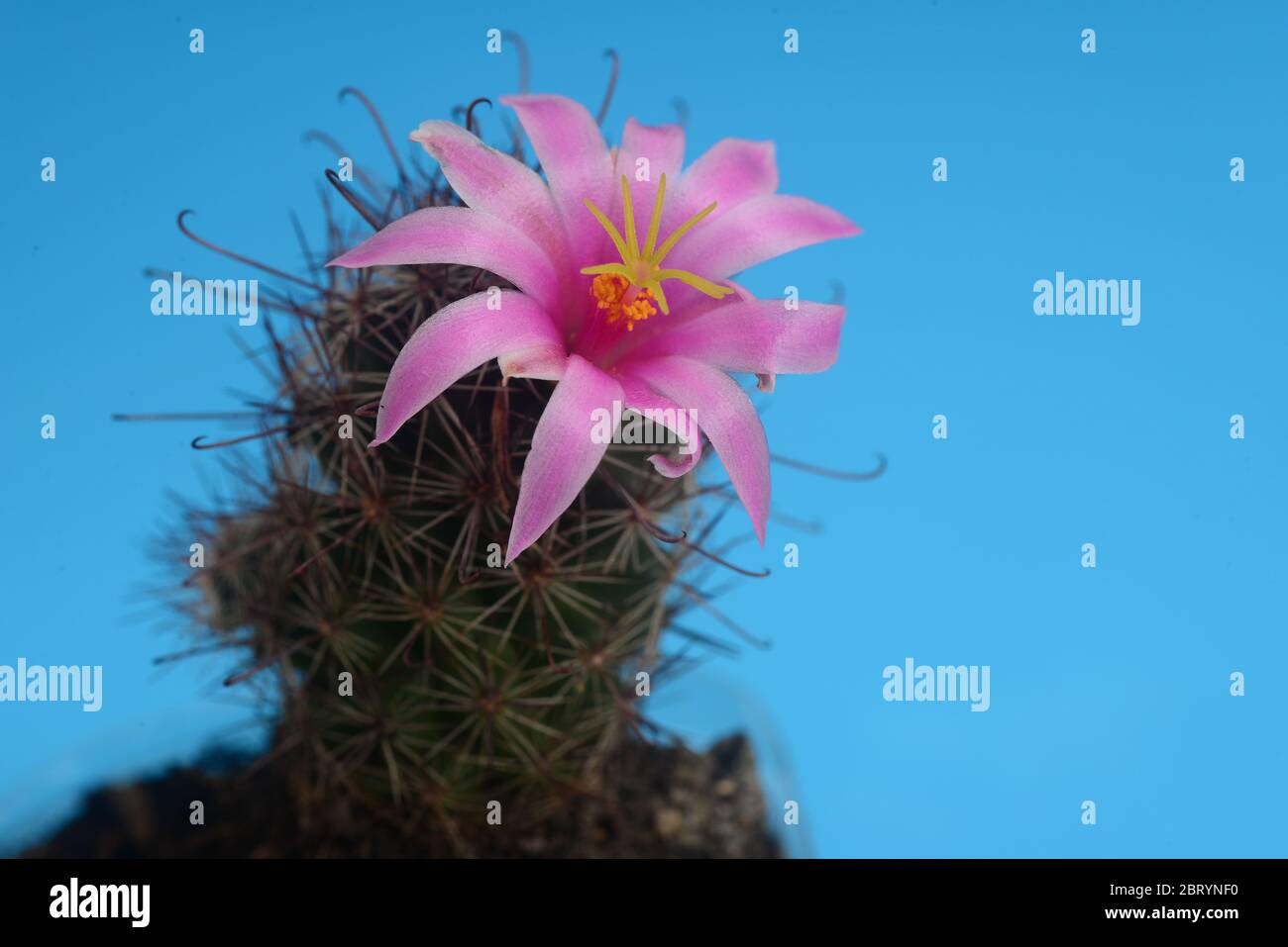 Blooming pink flower of mammillaria beneckei  cactus on  blue  background with copy space for text Stock Photo