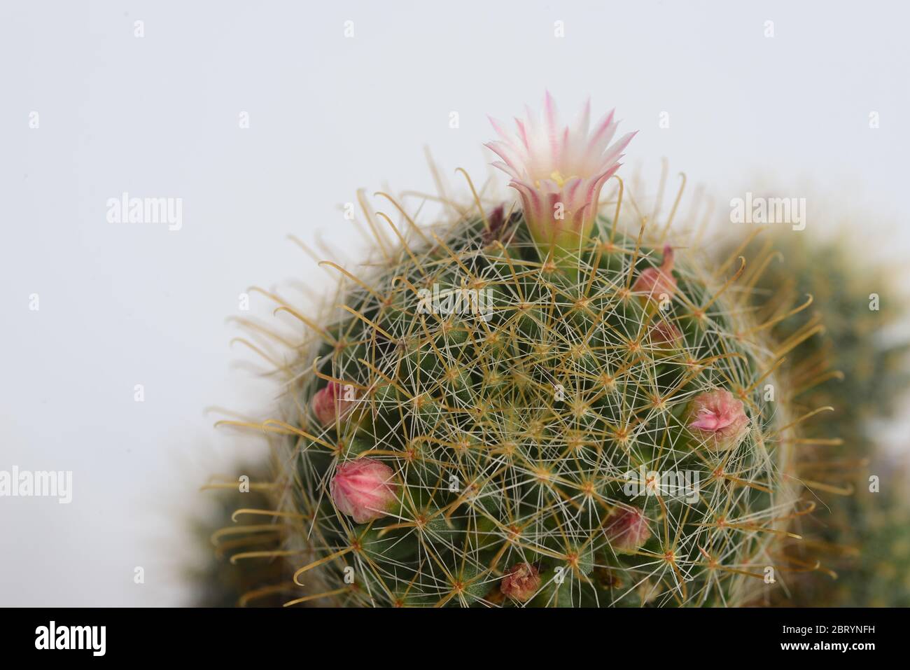 Blooming white pink flower of mammillaria peacock cactus on  white  background with copy space for text Stock Photo