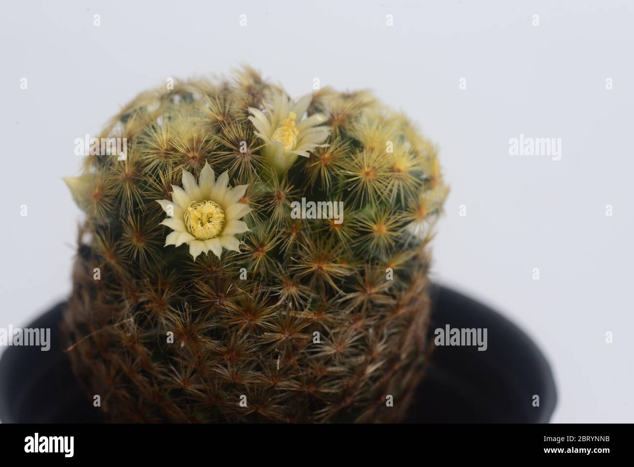Blooming white  flower of Mammillaria schiedeana  cactus on  white  background with copy space for text Stock Photo
